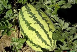 Sementes de Melancia Fairfax (Citrullus lanatus) – Unidade