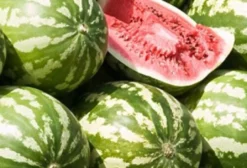 Sementes de Melancia Crimson Sweet (Citrullus lanatus) - Tietê/SP