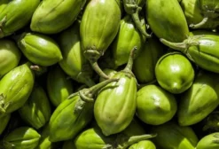 Sementes de Jiló Tinguá Verde Claro (Solanum gilo) - Tietê/SP