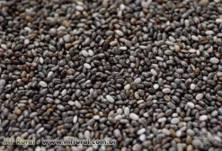 Semente de Chia Premium – Direto do Produtor – São Paulo/SP