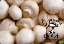 Cogumelo Paris (Champignon) Fresco e em Conserva - Produção Orgânica - Cruzeiro/SP