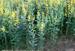 Compra e Venda de Sementes de Crotalaria e Leguminosas - Brejo Alegre/SP