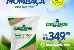 Semente de Pastagem Massai - Saca 20kg - Gama/DF