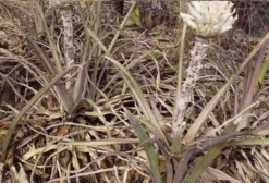 Sementes de Bromélia Interior (15 Unidades) para Cultivo em Vasos e Jardins