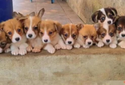 Welsh Corgi Pembroke em São João de Meriti – RJ
