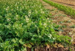 Nabo Forrageiro Para Adubação Verde