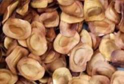 Sementes de Mogno Africano (Khaya senegalensis) – Lote Selecionado