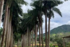 Palmeira Imperial - Venda em Astolfo Dutra, MG