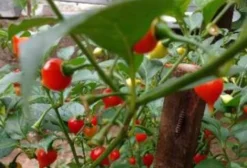 Sementes de Pimenta Biquinho Vermelha - Pacote com 30 Sementes - Nova Lima/MG