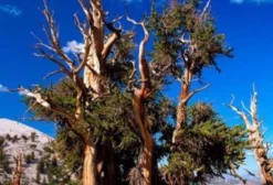Sementes Frescas de Pinus Aristata – Bristlecone Pine para Bonsai e Ornamentação