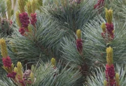 Sementes de Pinus Pumila – Pinheiro Anão Ornamental e Comestível para Bonsai