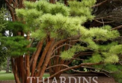 15 Sementes de Pinus Densiflora – Pinheiro Japonês Vermelho (Akamatsu) para Bonsai e Paisagismo