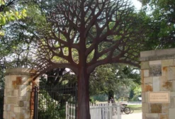 Sementes de Carpinus Caroliniana (Pau Ferro) – 5 Unidades – Árvore Ornamental de Outono