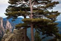 Sementes de Pinus Nigra Laricio (Pinheiro Negro da Córsega) – Madeira de Qualidade Excepcional