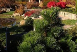 Pacote de 38 Sementes Frescas de Pinus Thunbergii (Pinheiro Negro Japonês) para Bonsai