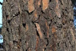 Sementes de Pinus Maximinoi (Pinheiro de Ponta Fina) – 10 Unidades para Produção de Madeira Sólida de Alta Qualidade