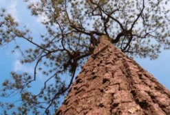 Sementes de Pinus Kesiya – Pinheiro Tropical Asiático – 15 Sementes Frescas