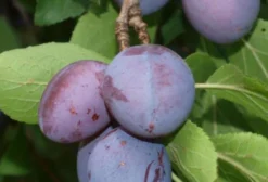 Sementes de Ameixa Noz Moscada (Prunus domestica cv. Moscada) - Frutos Grandes e Doces