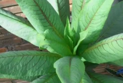 Sementes de Almeirão Roxo (Radiche) – Pacote com Alta Germinação e Frete Grátis