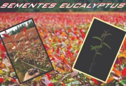 Sementes Florestais de Eucalyptus, Pinus e Espécies Nativas – Alta Germinação e Qualidade