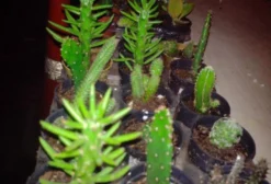 Mini Suculentas e Cactos em Vaso - Portão/RS - R$ 2,00 a Unidade