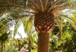 Palmeira-das-Canárias (Phoenix canariensis) – Planta Tropical Ornamental