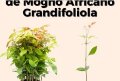 Kit 100 Mudas de Mogno Africano Khaya Grandifoliola