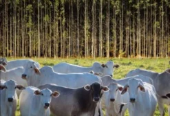 Fazenda em Paraibuna/SP para Arrendamento – Pecuária Integrada com Eucalipto (80 alqueires)
