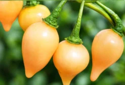 Sementes de Pimenta Biquinho BRS Tui Salmão – Capsicum chinense – Pacote para Cultivo