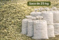 Sementes de Milho Híbrido SHS7990PR03 Santa Helena para Silagem de Planta Inteira