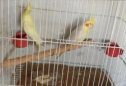 Casal de Calopsitas em Itaúna MG