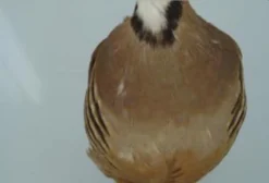 Ovos de Perdiz Chukar Brown