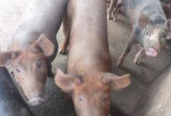 Doa-se Porcos (Leia a Descrição) em Rio Branco - AC