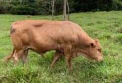 Touros Caracu em Rio Branco AC à venda. Compre direto do vendedor 615371