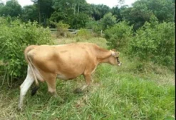Novilhas Jersey Prenhadas à Venda em Porto Acre - AC