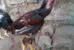 Vendo Casal de Índio Gigante - Maceió/AL