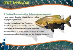 Tambaqui - Peixe Amazônico Fresco em Manaus AM