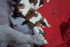 Shih-Tzu Filhotes à venda em Amapá AP
