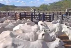 Vendo 16 Novilhas Nelore em Campo Formoso (Presidente Dutra) BA