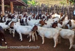 Boer da Jurema - Reprodutores e Matrizes em Bom Jesus da Serra/BA