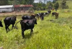 Novilha Girolando 3/4 Holandês à venda em Itabuna/BA