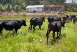 Vaca Girolando 1/2 Sangue - Itabuna/BA