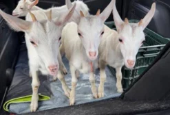 Vende-Se Bodes Leiteiros Saanen em Salvador BA
