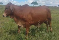 Tourinho Sindi à venda em Aporá - BA