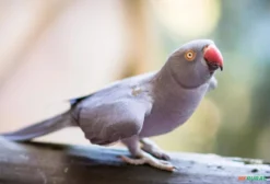 Ringneck Cinza – Ave Legalizada em Blumenau SC