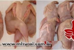 Codornas Gigantes