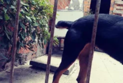 Cadela Rottweiler à venda em Feira de Santana - BA