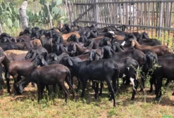 Borregas Santa Inês em Santaluz - BA