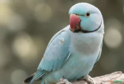 Ringneck Skyblue – Ave Legalizada em Blumenau SC à venda