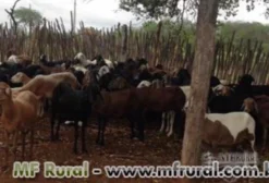 Reprodutores Santa Inês em Crato - CE